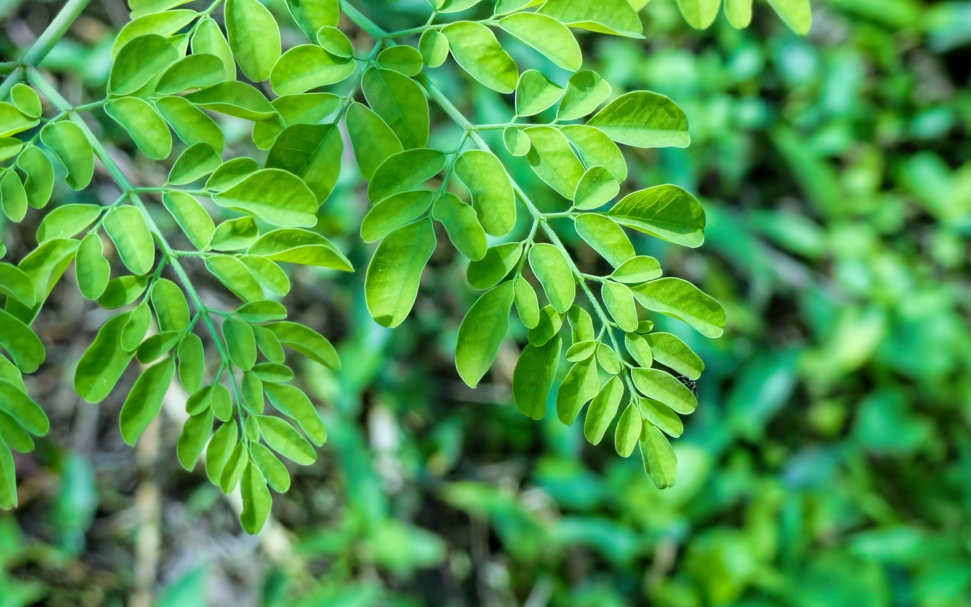 makroaufnahme blatt natur flora wachstum sommer umwelt im freien üppig hell frische schließen garten regen baum ökologie holz zweig