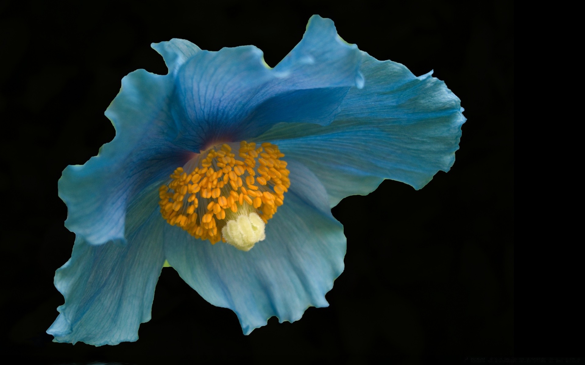 macro flower nature petal flora beautiful color desktop garden hibiscus floral blooming close-up