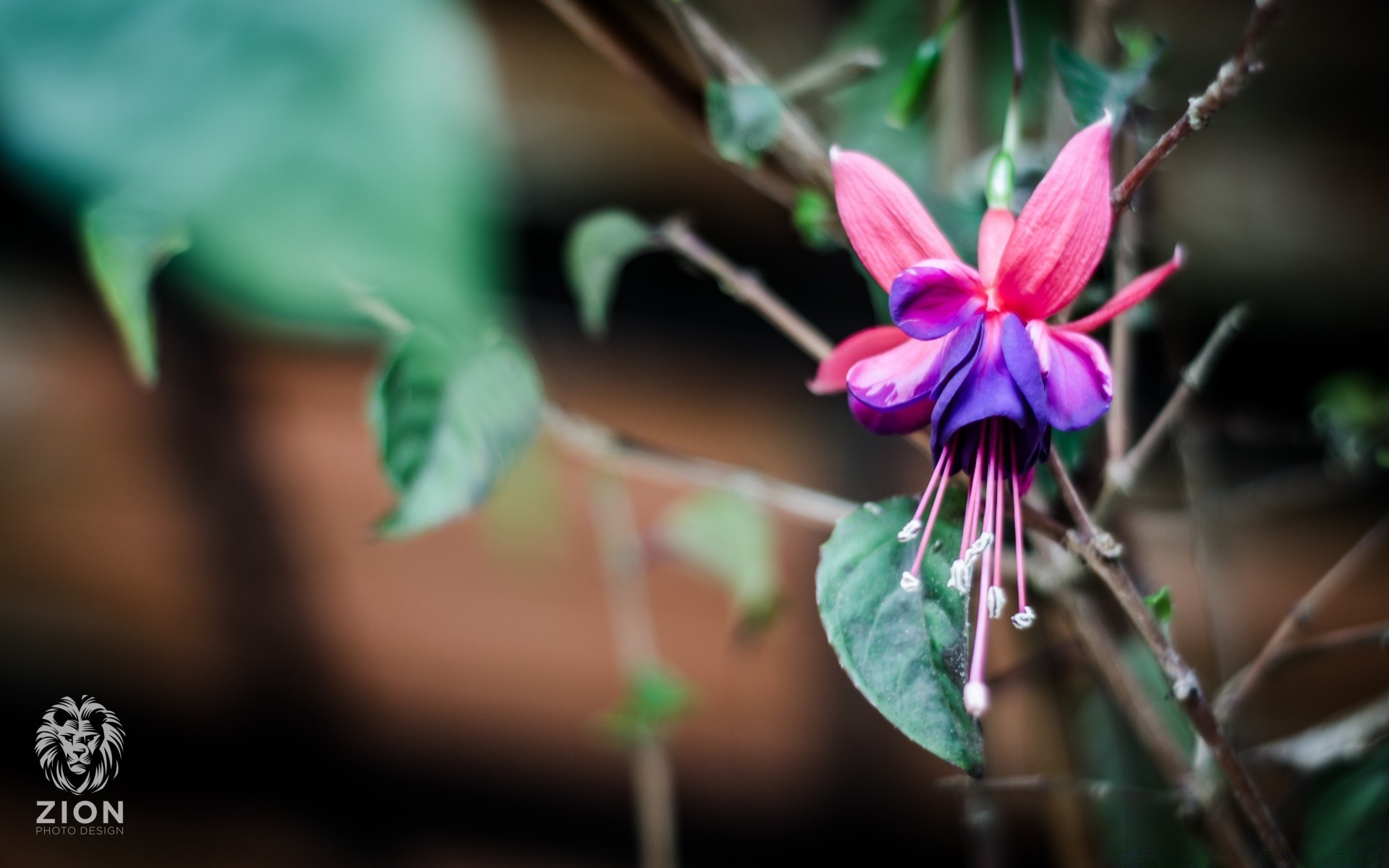 macro nature leaf flower flora outdoors tropical summer blur exotic bright romance