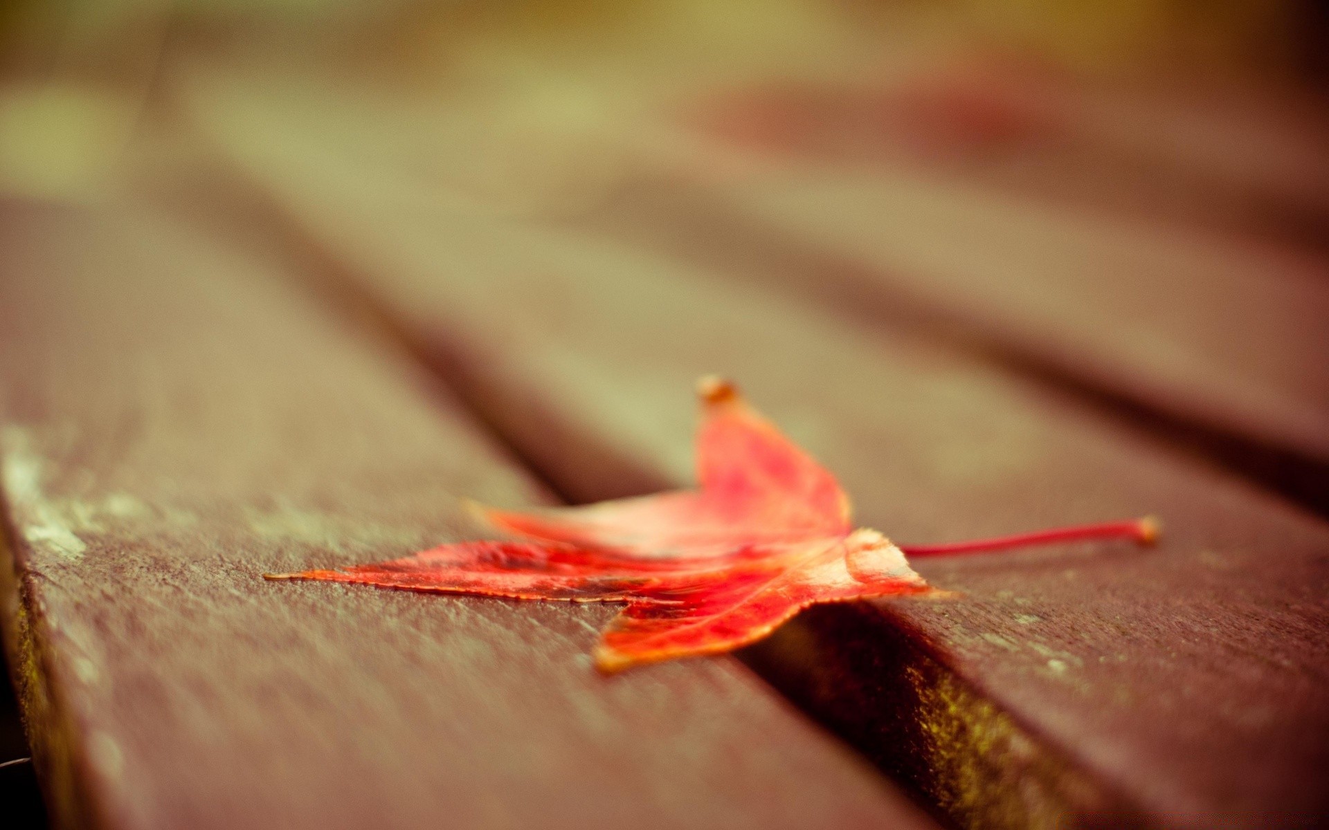 macro nature fall leaf blur flower wood color art still life food summer beach outdoors sun