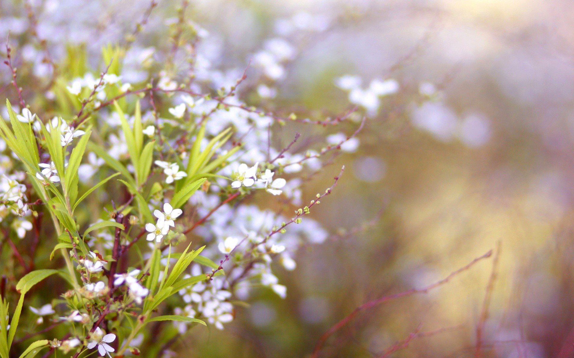 makro fotoğrafçılığı doğa çiçek flora yaprak yaz açık havada bahçe büyüme güzel hava bulanıklık çimen parlak alan vahşi sezon yakın çekim güneş park dof