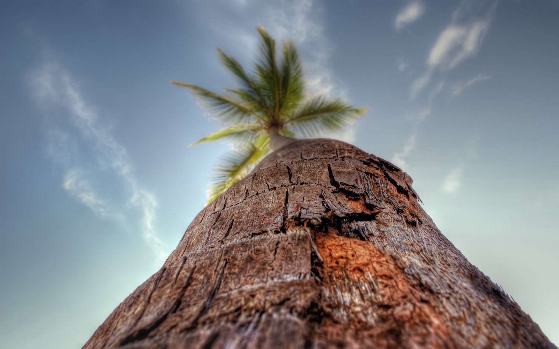 macro nature ciel voyage arbre tropical à l extérieur été paysage soleil