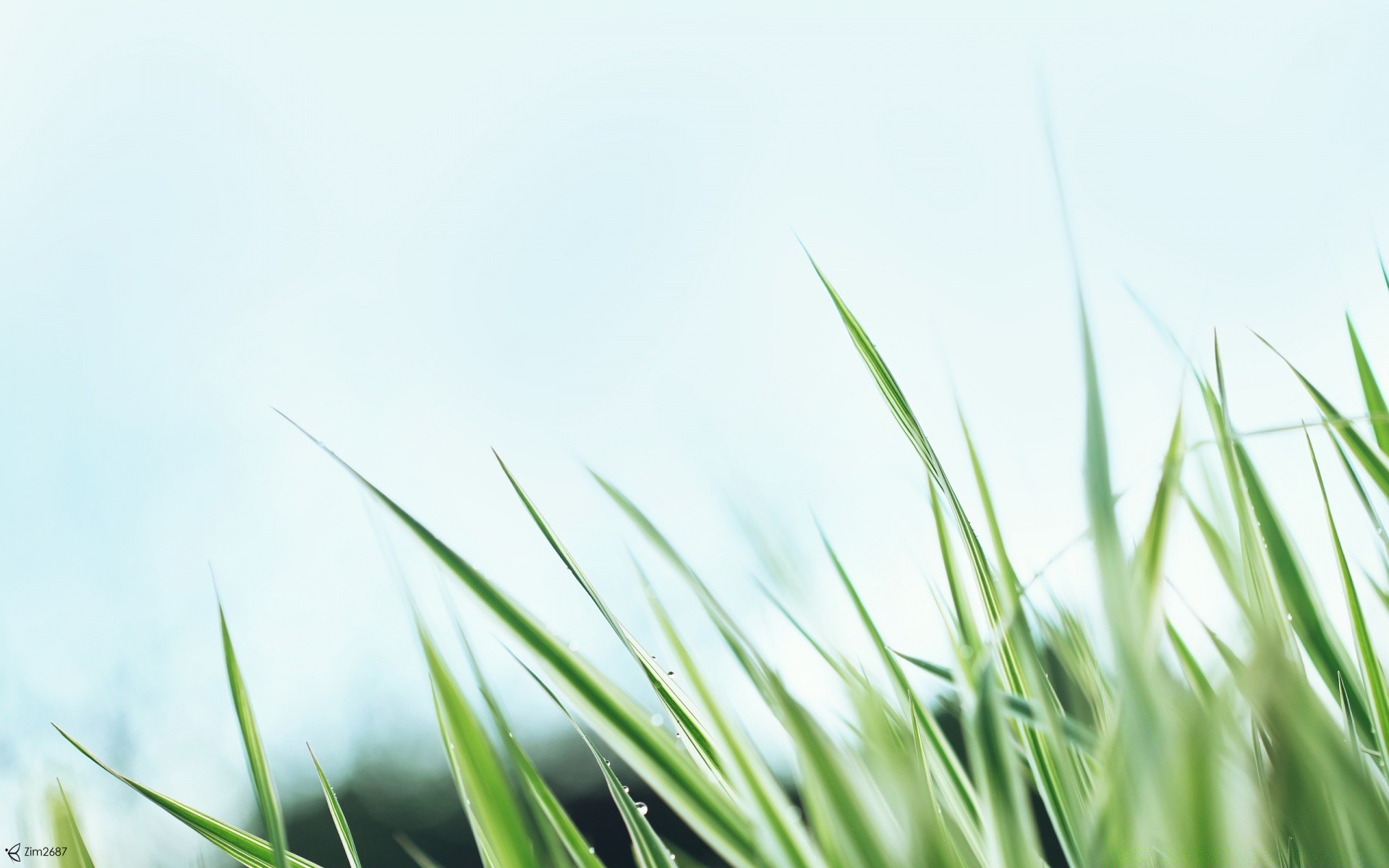 makroaufnahme gras blatt natur wachstum sonne flora sommer üppig rasen gutes wetter garten feld im freien tau