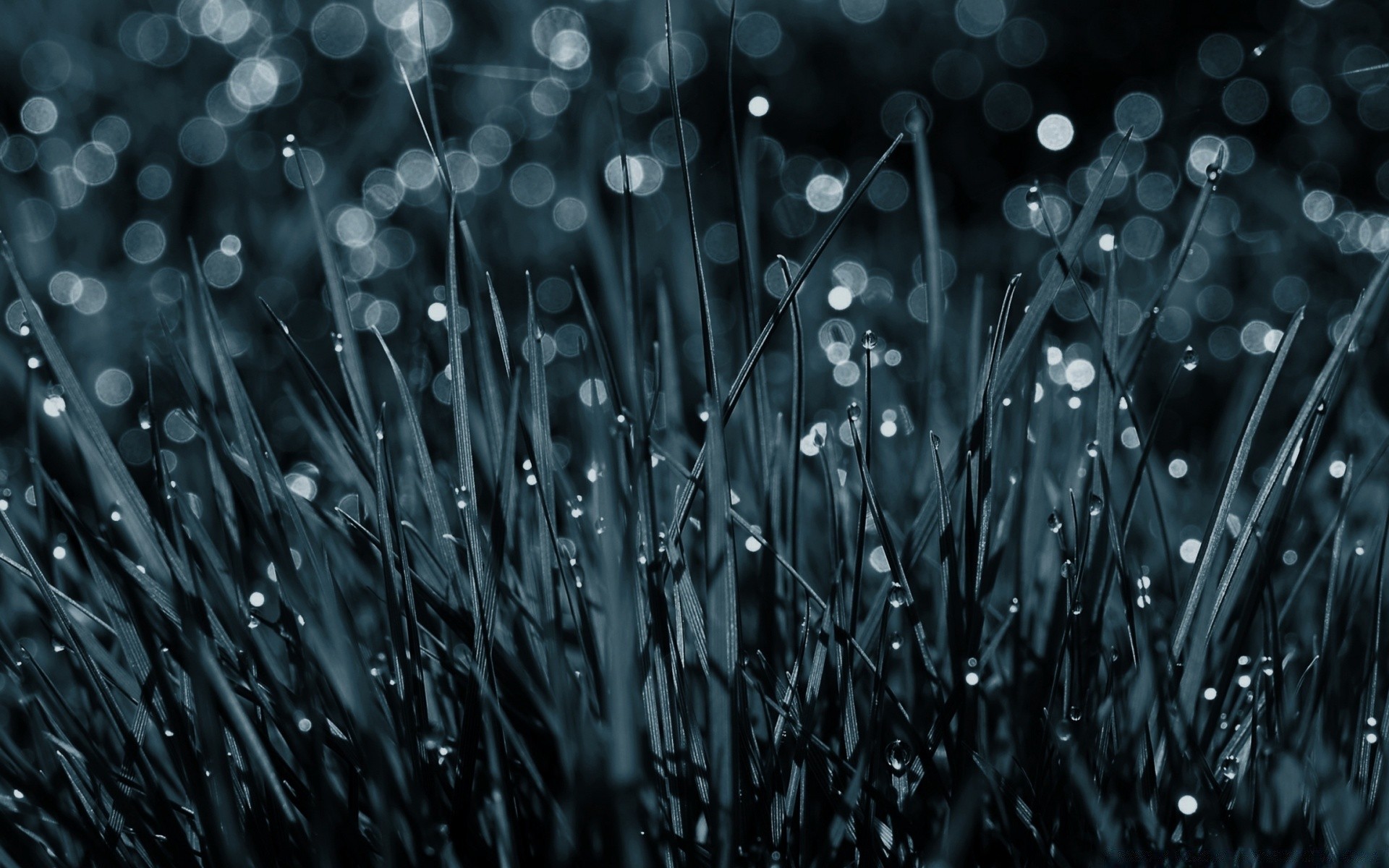 macro gota rocío lluvia gotas mojado agua hierba hoja amanecer flora claro escritorio césped naturaleza gotas color jardín brillante frescura