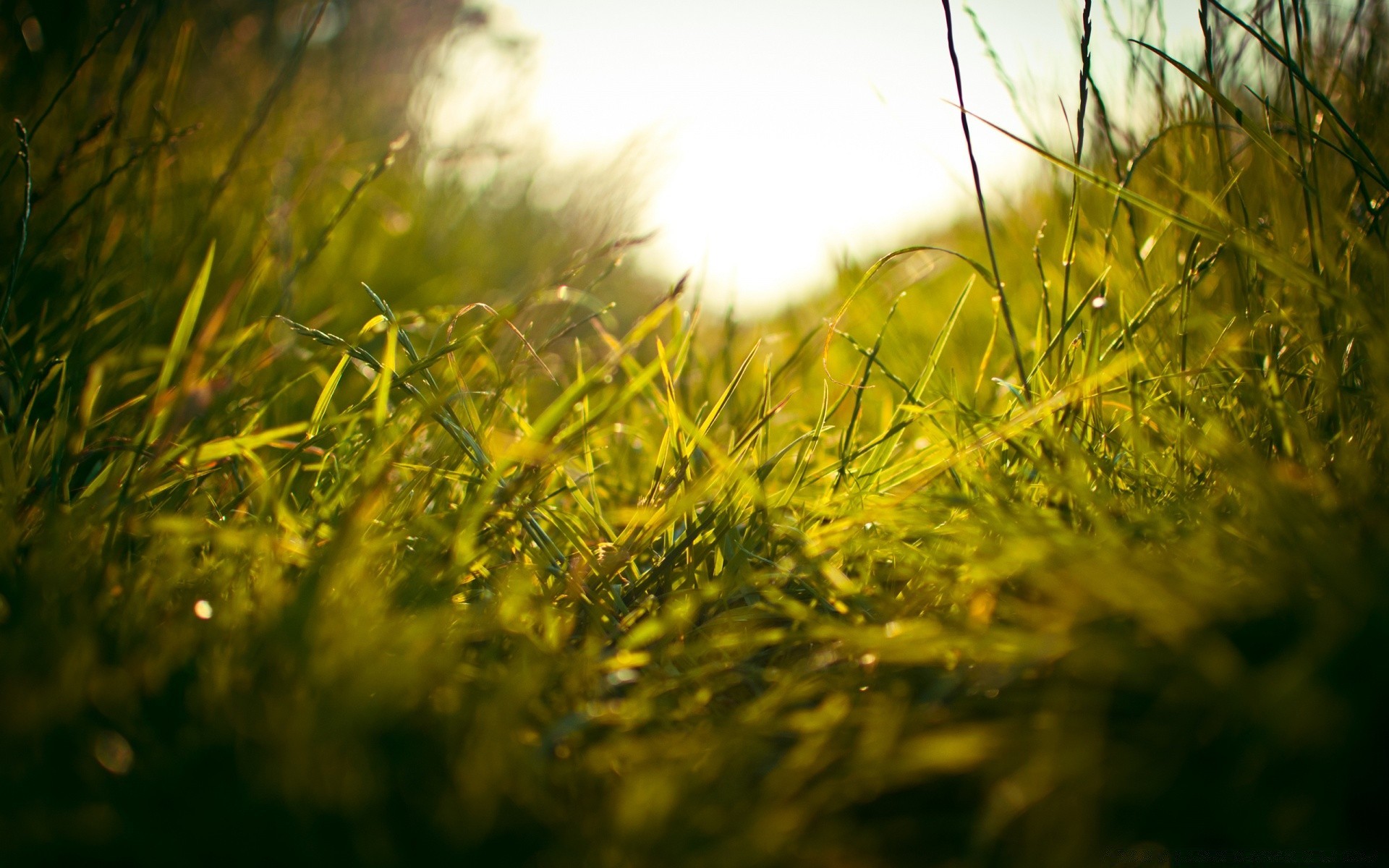 macro grass sun field nature dawn landscape hayfield growth fair weather flora summer garden light leaf lawn environment color outdoors park flower