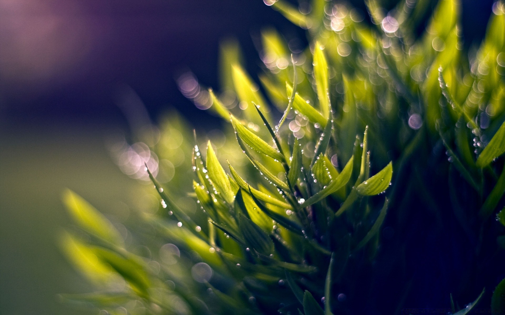 makroaufnahme natur blatt flora sommer gras garten gutes wetter wachstum sonne im freien hell heuhaufen licht medium farbe schließen kurvig feld