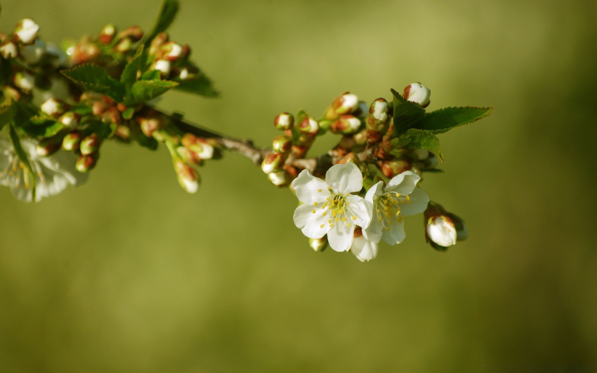 makro fotoğrafçılığı çiçek doğa elma ağaç yaprak şube kiraz flora bahçe bulanıklık açık havada büyüme dostum dof yaz sezon güzel hava meyve böcek