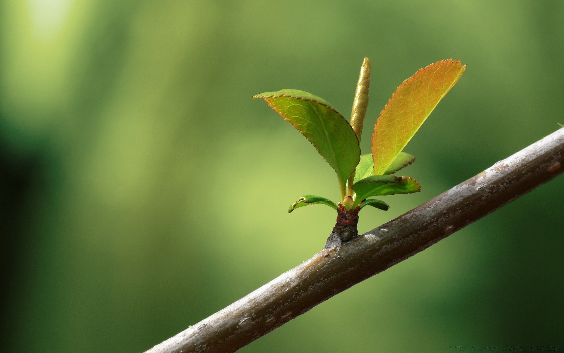 macro leaf nature blur growth flora outdoors tree insect environment summer little