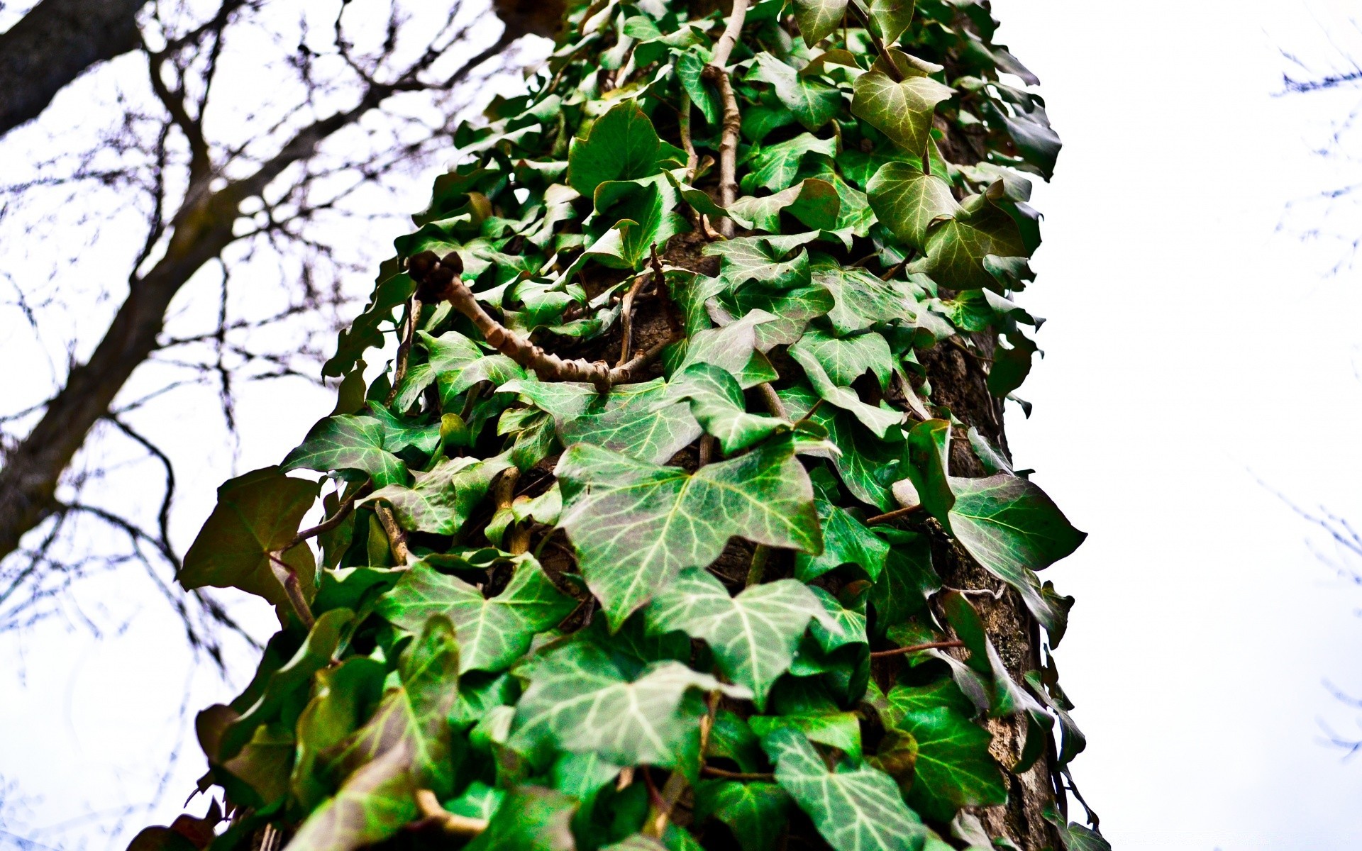 makro blatt ivy flora wachstum baum natur desktop im freien rebe zweig klettern garten umwelt bergsteiger creeper farbe holz