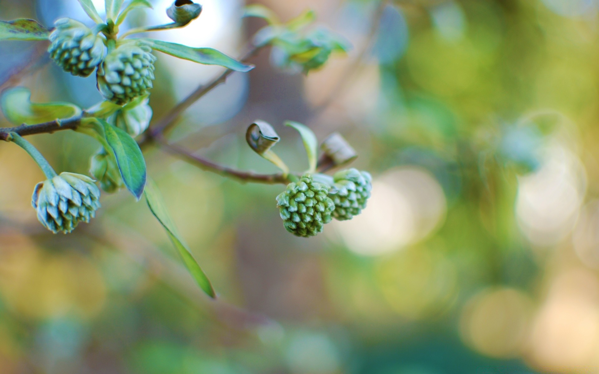 macro nature feuille flore croissance fleur jardin à l extérieur été flou branche arbre fruits gros plan alimentaire couleur