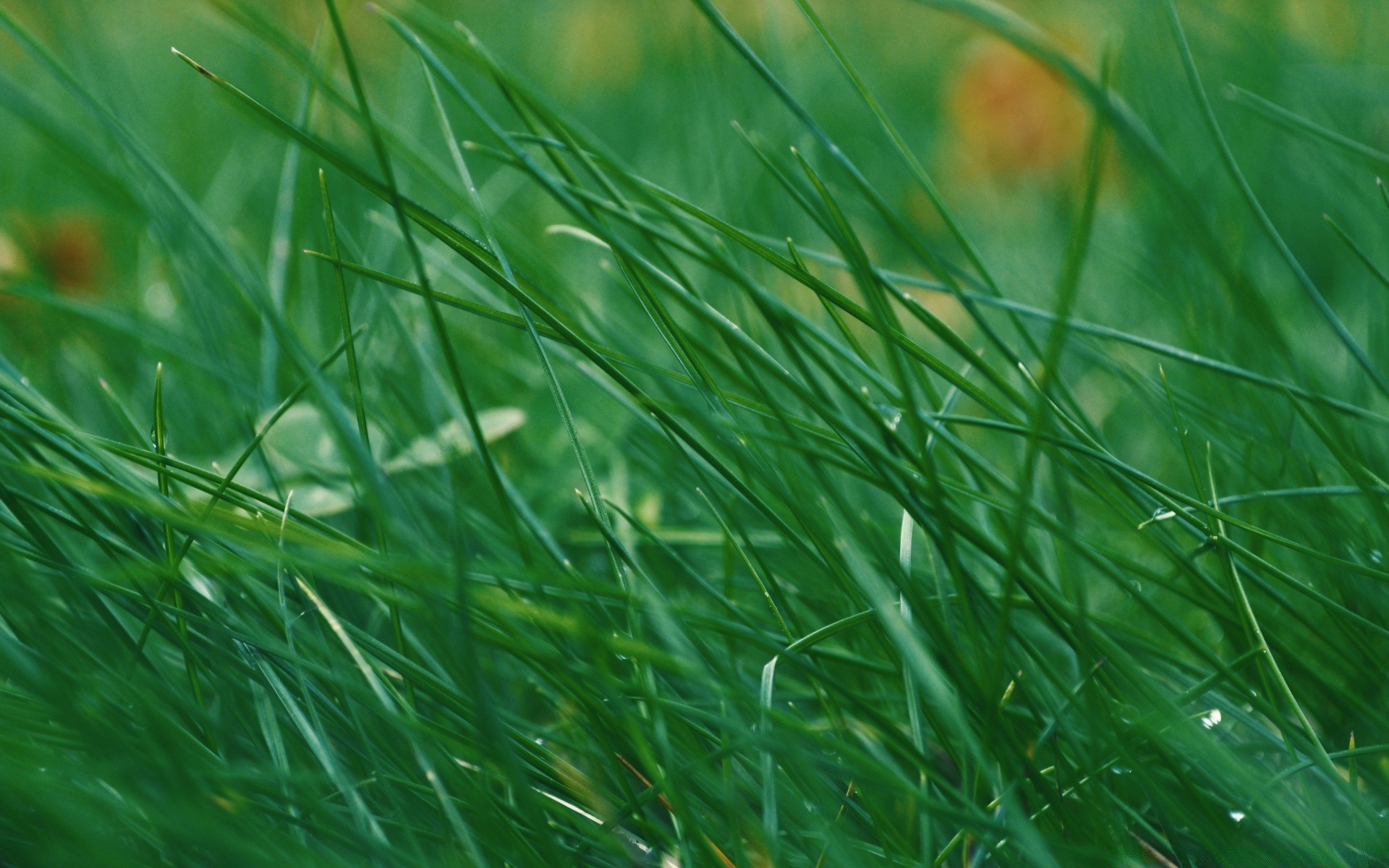 macro herbe flore rosée croissance pelouse feuille nature environnement chute fraîcheur luxuriante été jardin lame pluie foin écologie propreté champ