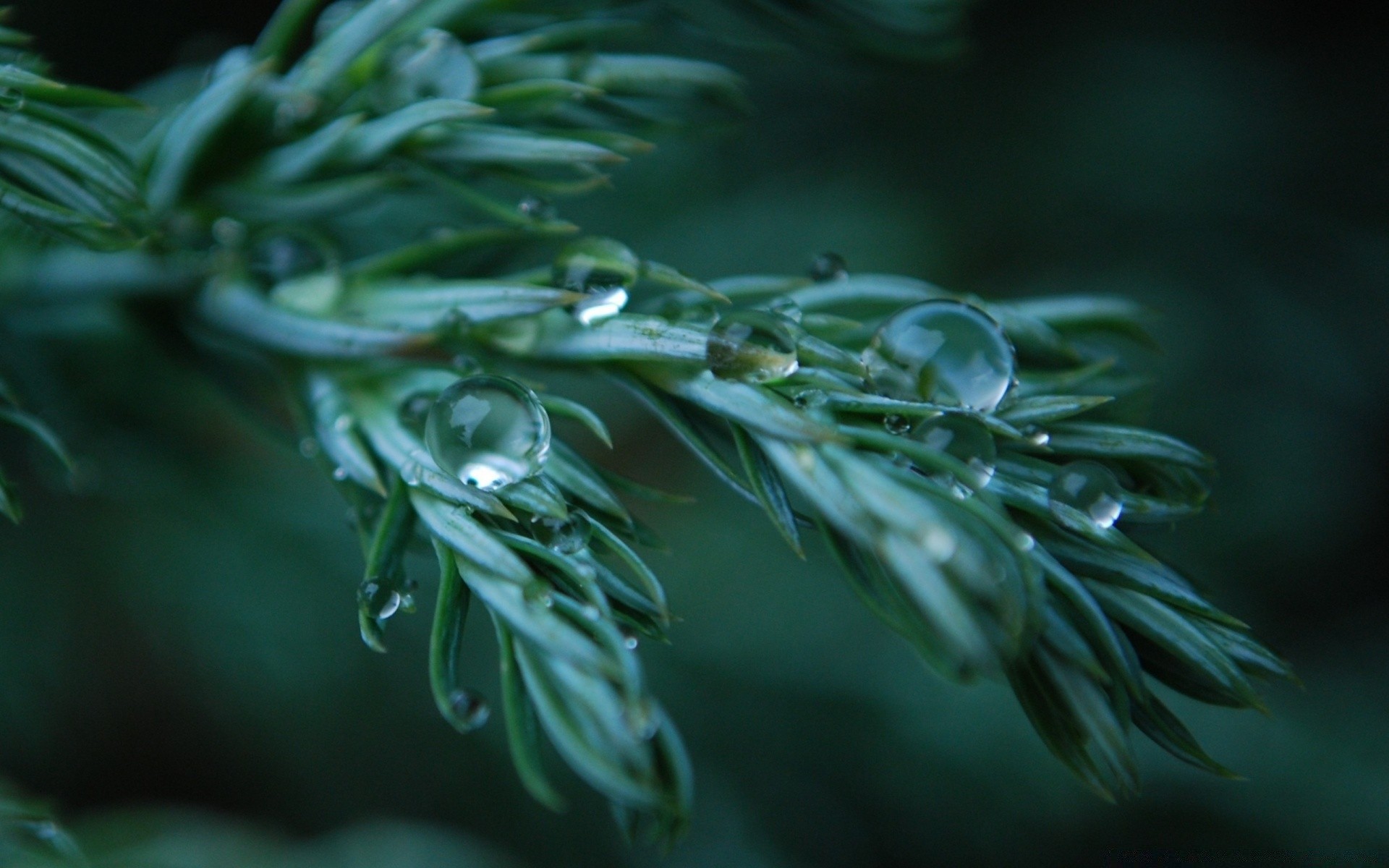 macro fotografia natureza folha flora chuva jardim queda cor desktop ambiente peixes