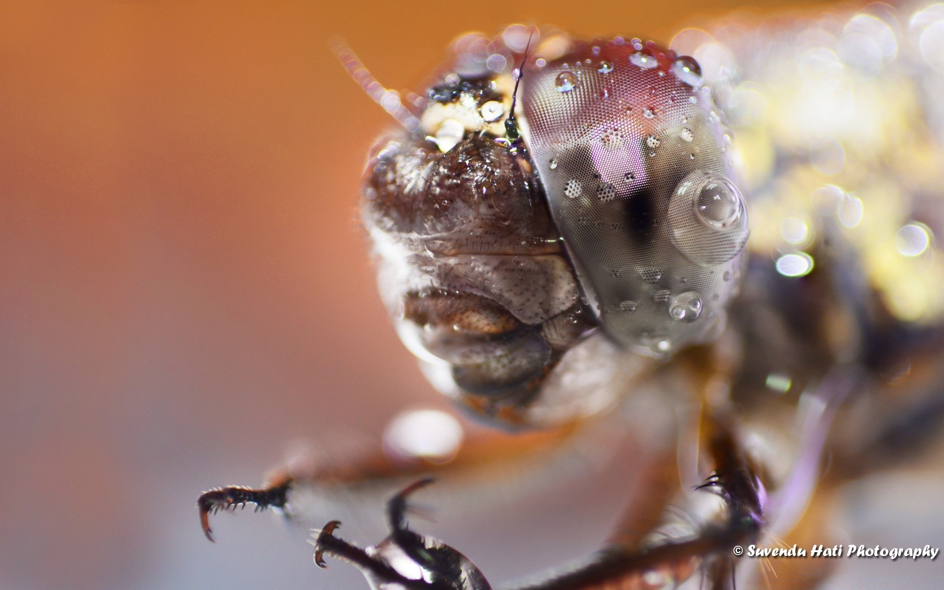 macro natureza invertebrados pequeno vida selvagem inseto ao ar livre borrão close-up animal