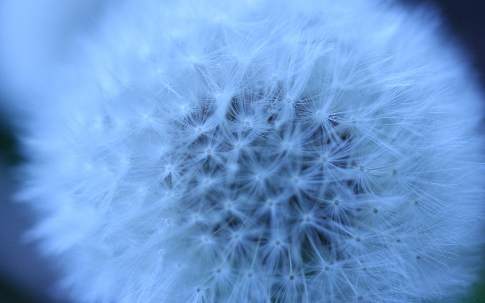 macro dandelion downy abstract nature softness desktop color hair beautiful bright light fluff delicate flower flora summer