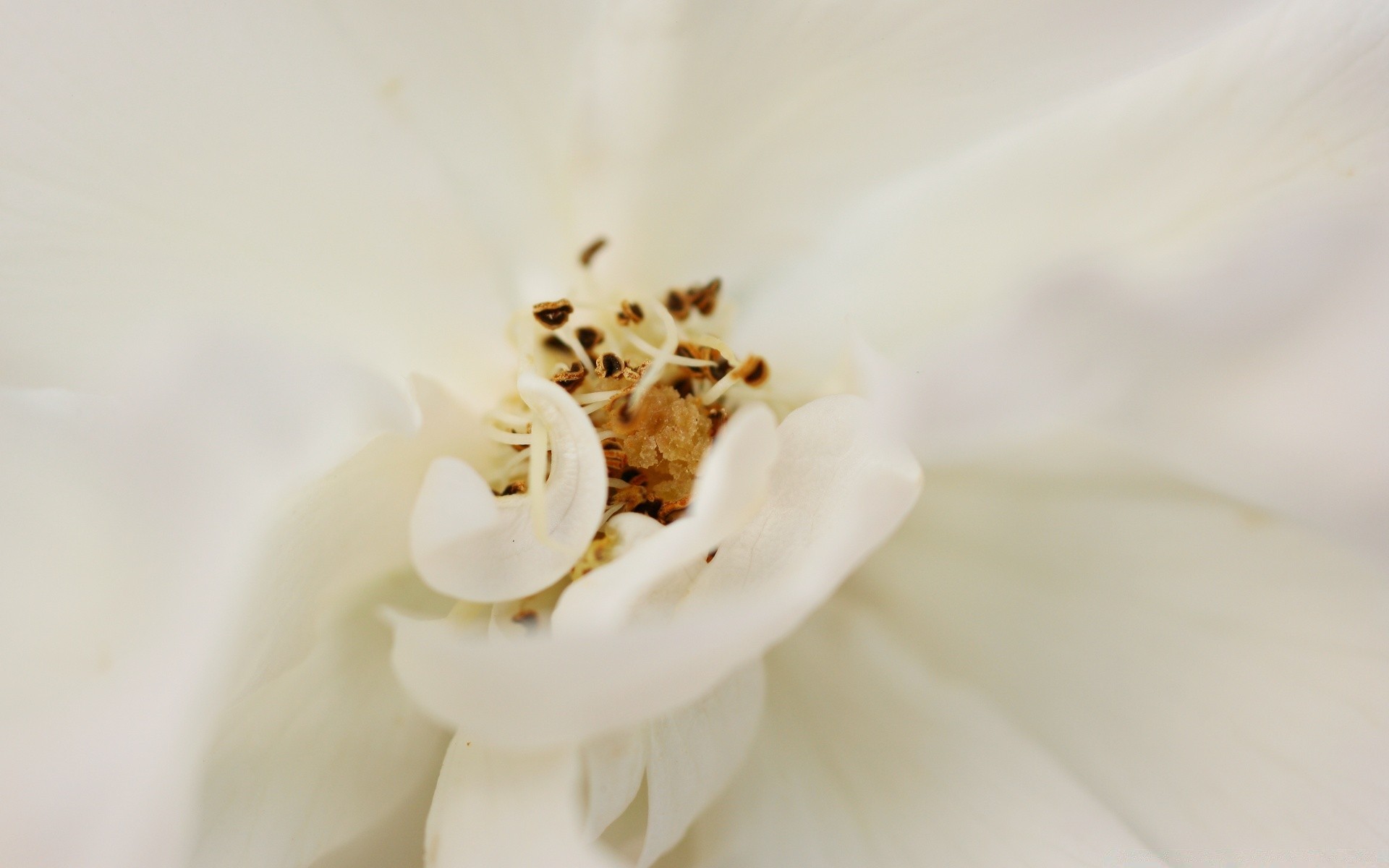 makro kwiat natura ślub miłość flora delikatny lato romans rozmycie kolor ogród zbliżenie