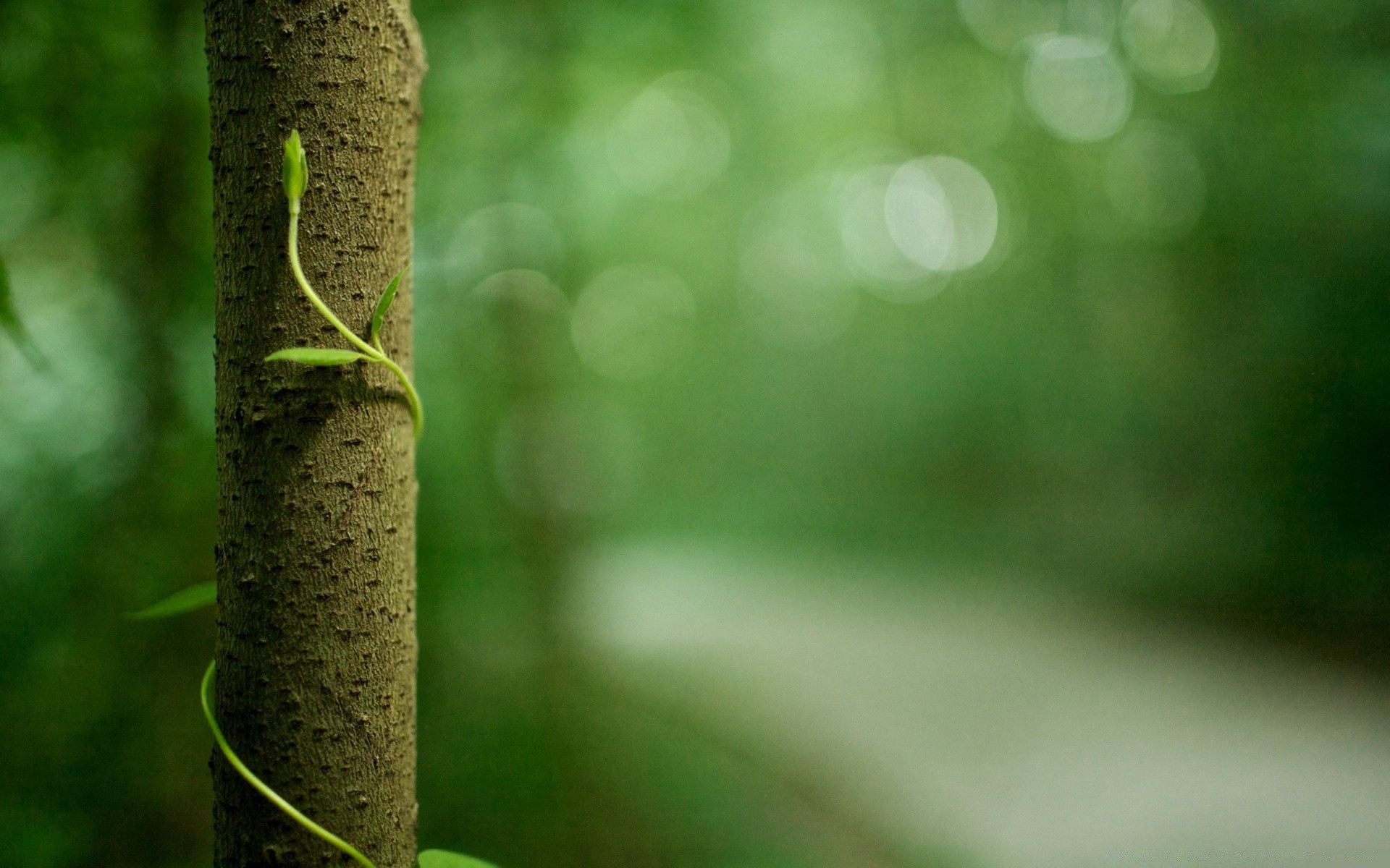 makroaufnahme blatt unschärfe garten natur flora fokus farbe regen dof