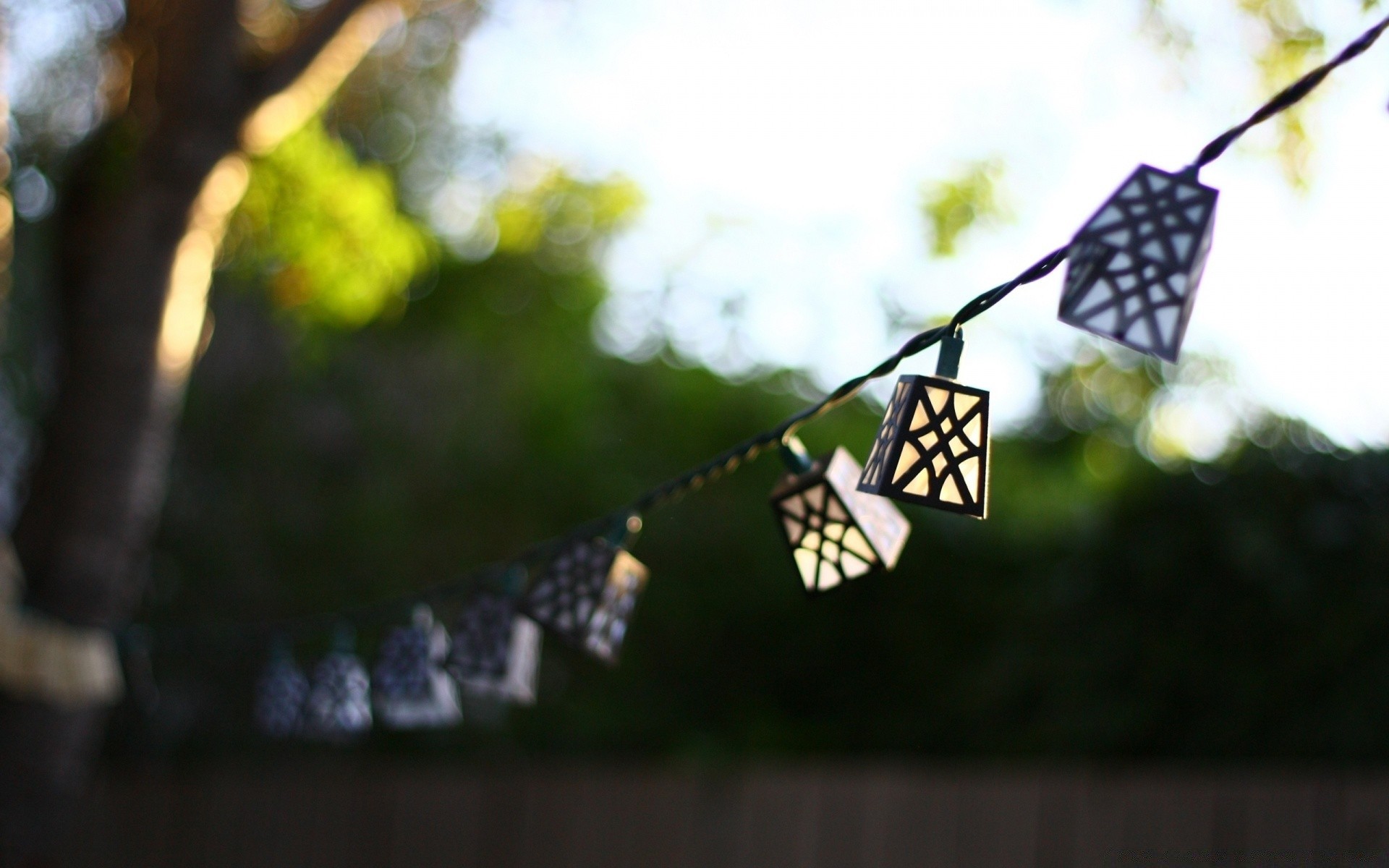 macro outdoors nature insect butterfly summer wood light leaf fair weather wildlife hanging tree blur sun garden park