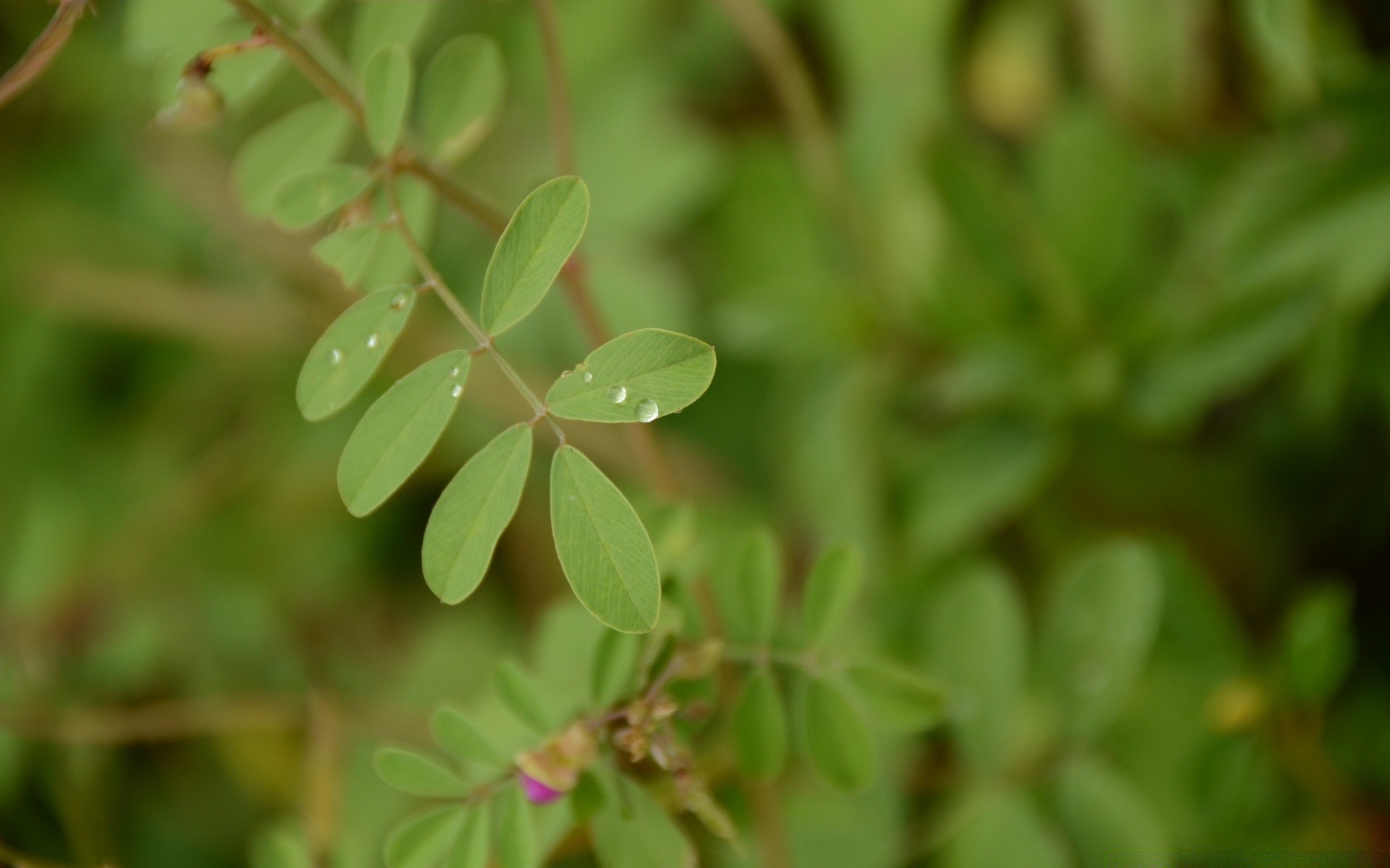 macro leaf nature flora growth garden close-up summer bright little environment grass outdoors