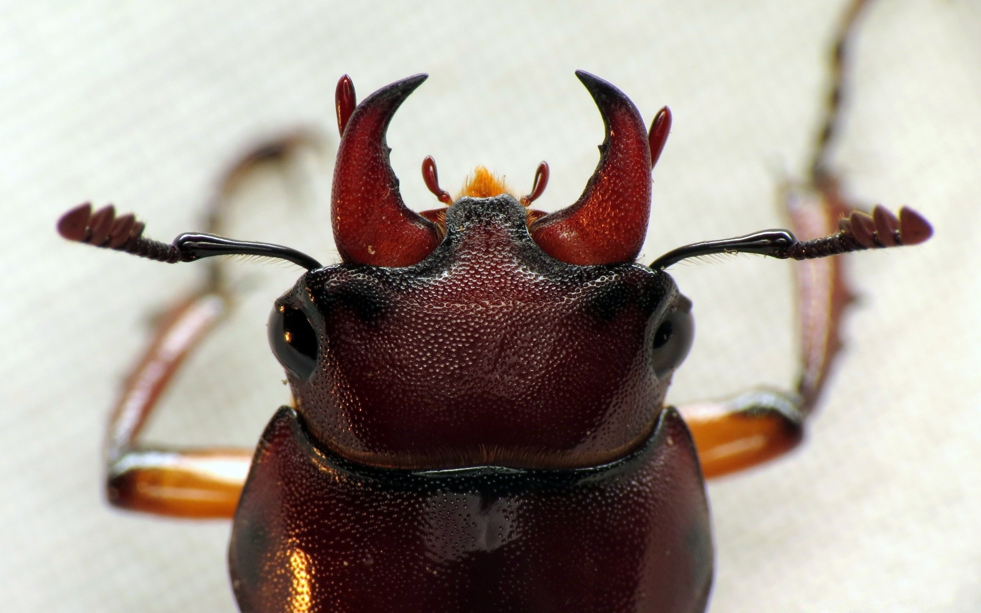 macro invertebrados besouro inseto sozinho natureza madeira