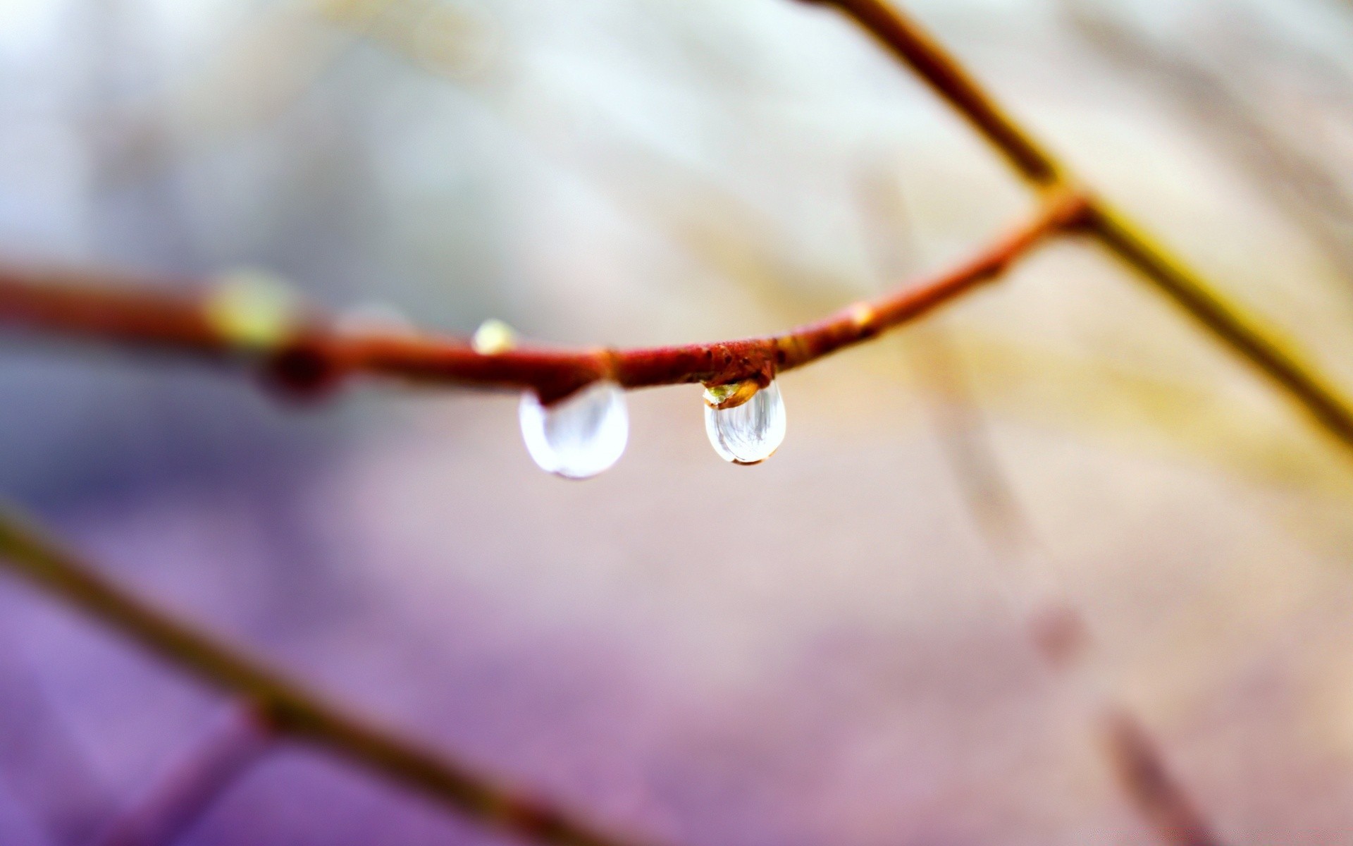 macro desenfoque naturaleza invierno madera otoño al aire libre flora hoja árbol dof rama luz