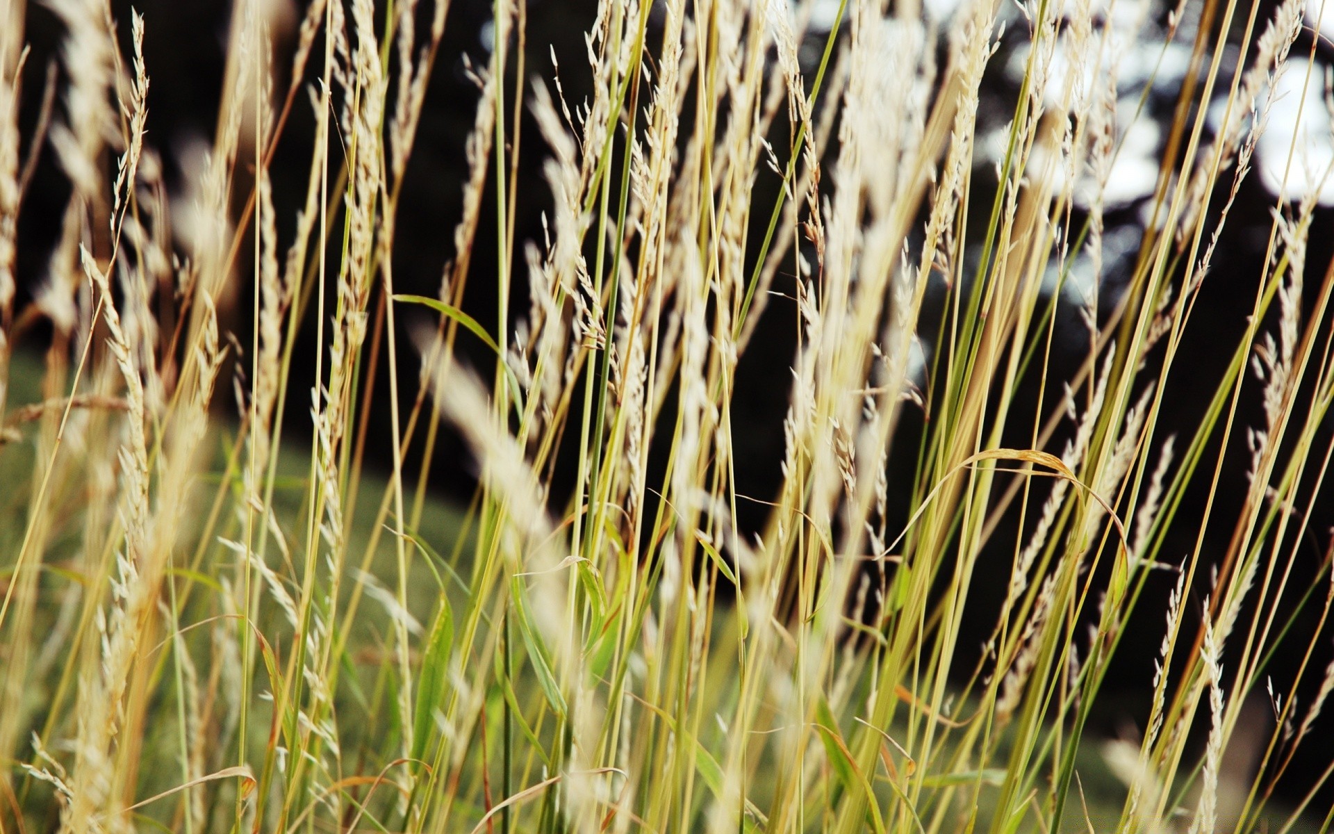 macro nature cereal rural crop flora grass wheat agriculture farm outdoors growth straw food summer seed pasture dry corn field