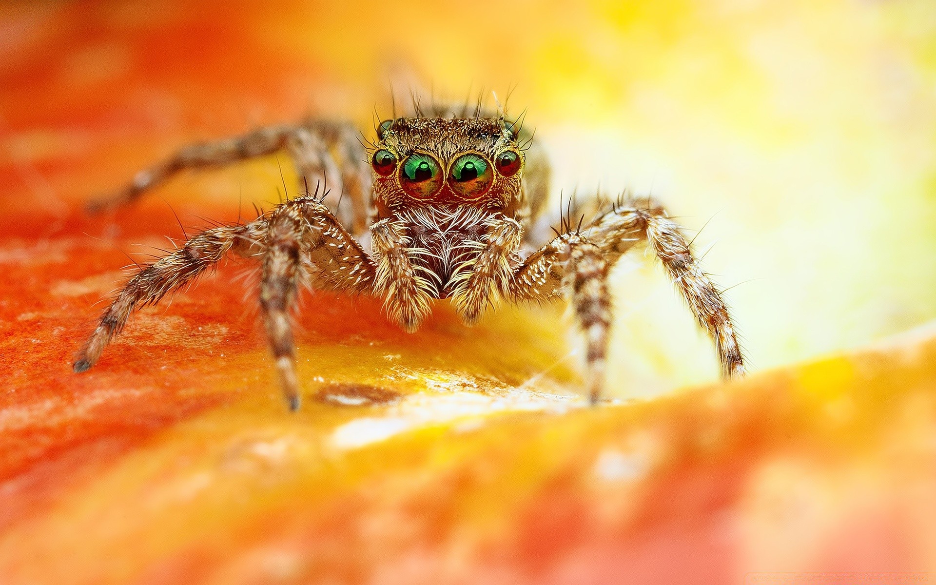 macro araignée arachnide fantasmagorique insecte peur effrayant nature phobie gros plan invertébrés animal faune prédateur à proximité toile d araignée tarentule danger venin poison couleur