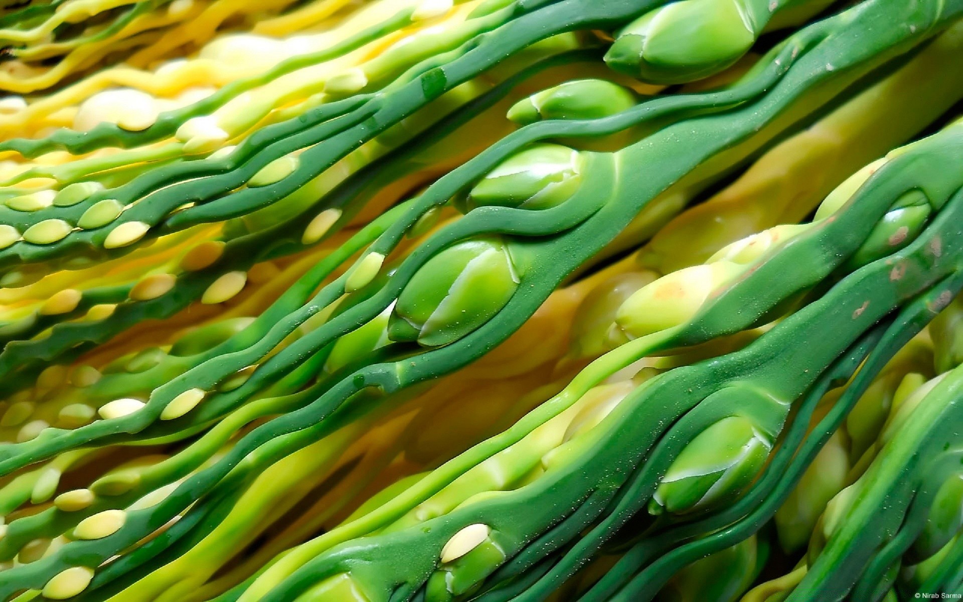 macro escritorio naturaleza color textura comida vegetal saludable patrón mercado flora salud bajo el agua brillante