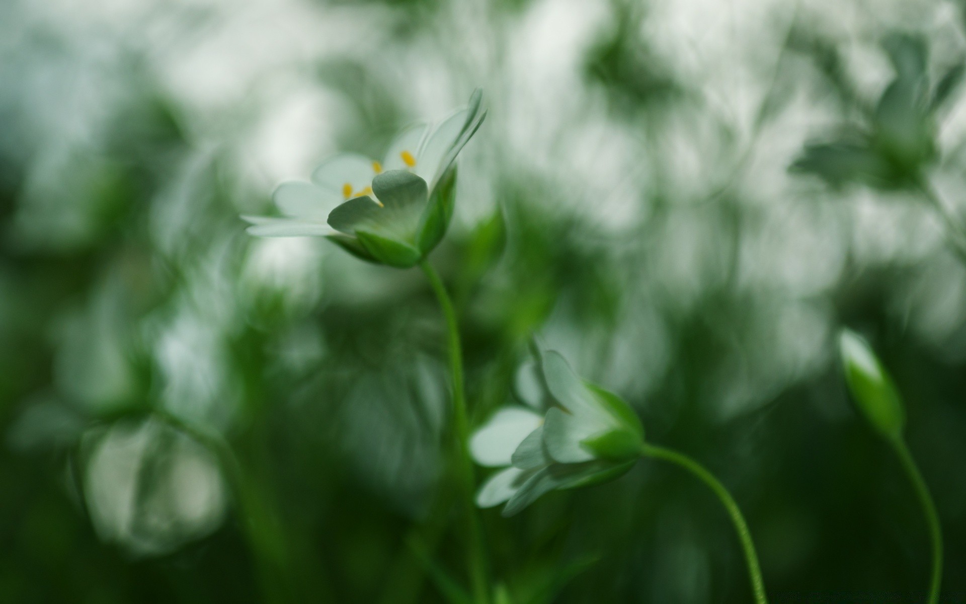 微距摄影 自然 叶 植物群 生长 花 夏天 花园 模糊 好天气 草 自由度 场 明亮 特写 户外 太阳 颜色