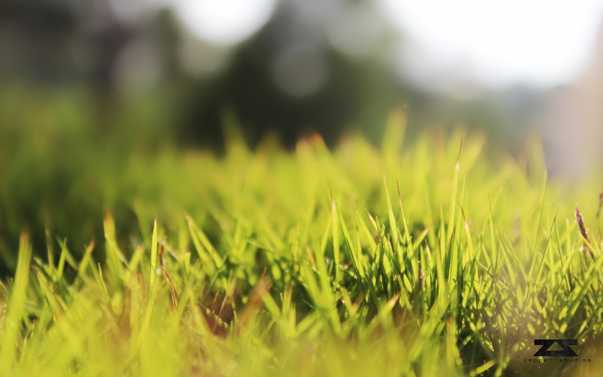 macro herbe champ croissance nature rural soleil été feuille foin flore ferme beau temps pelouse pâturage jardin luxuriant extérieur agriculture lumineux