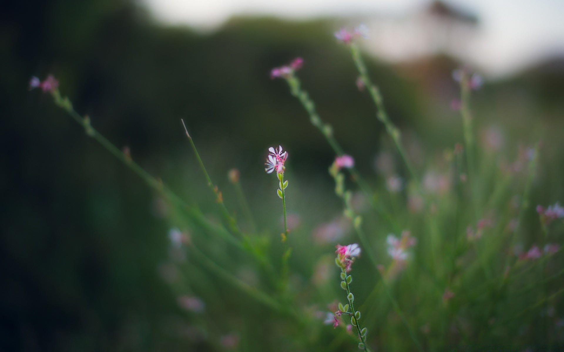 makroaufnahme blume natur sommer flora dof blatt im freien garten gras wachstum unschärfe sonne gutes wetter