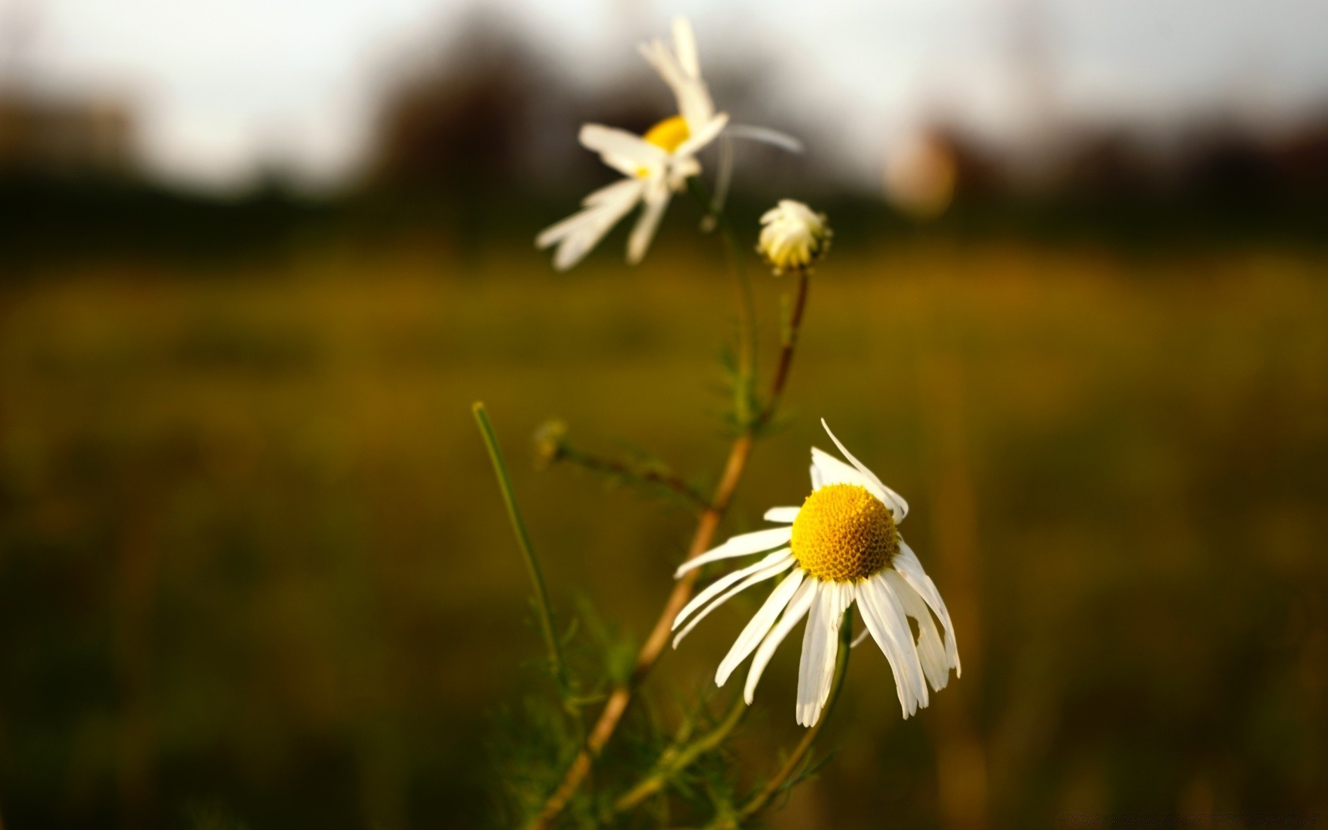 makro fotoğrafçılığı doğa çiçek çimen açık havada alan yaz flora saman vahşi büyüme güzel hava koşulları yaprak bulanıklık kırsal