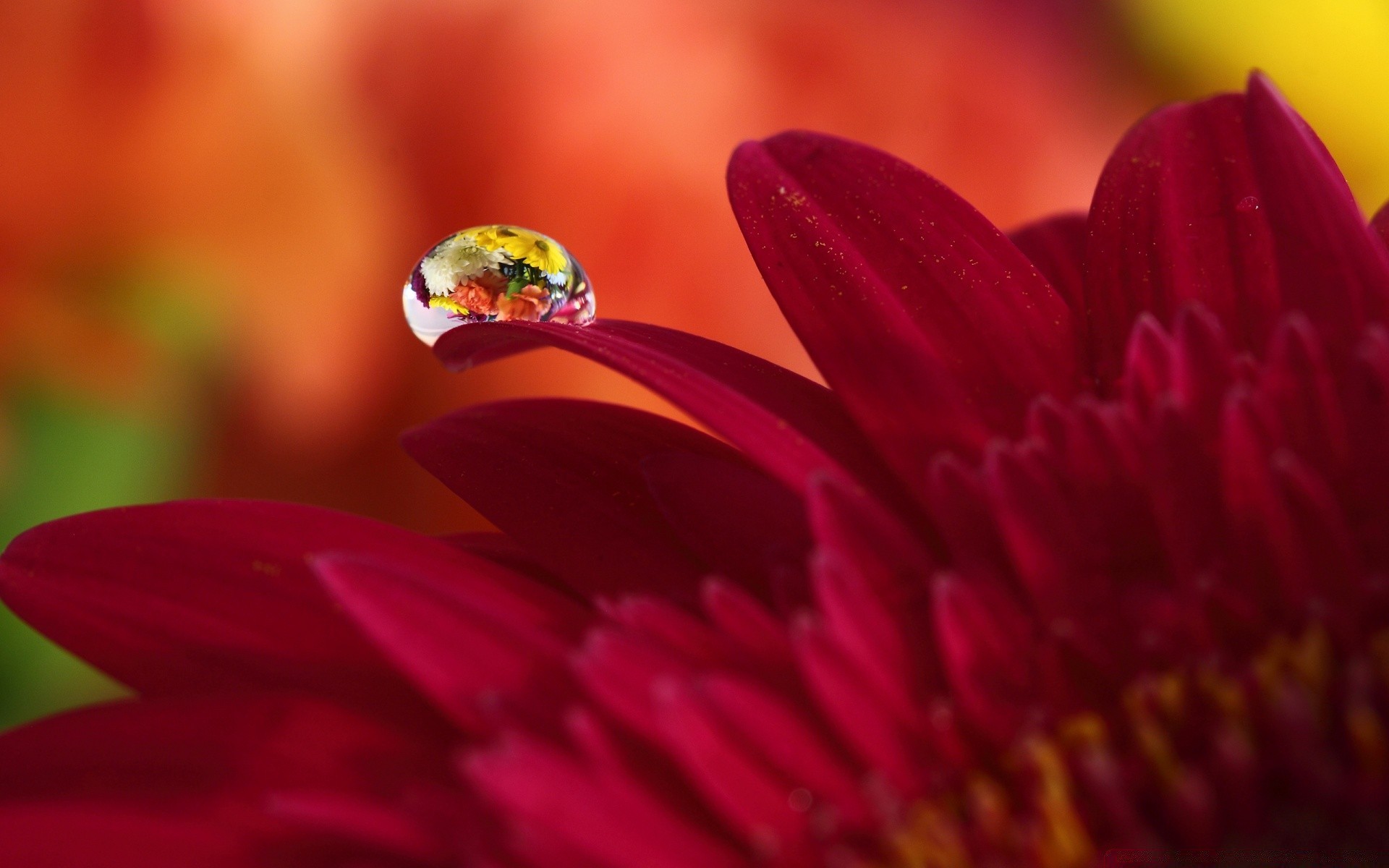 macro natureza flor verão orvalho flora jardim brilhante borrão cor folha dof ao ar livre pétala