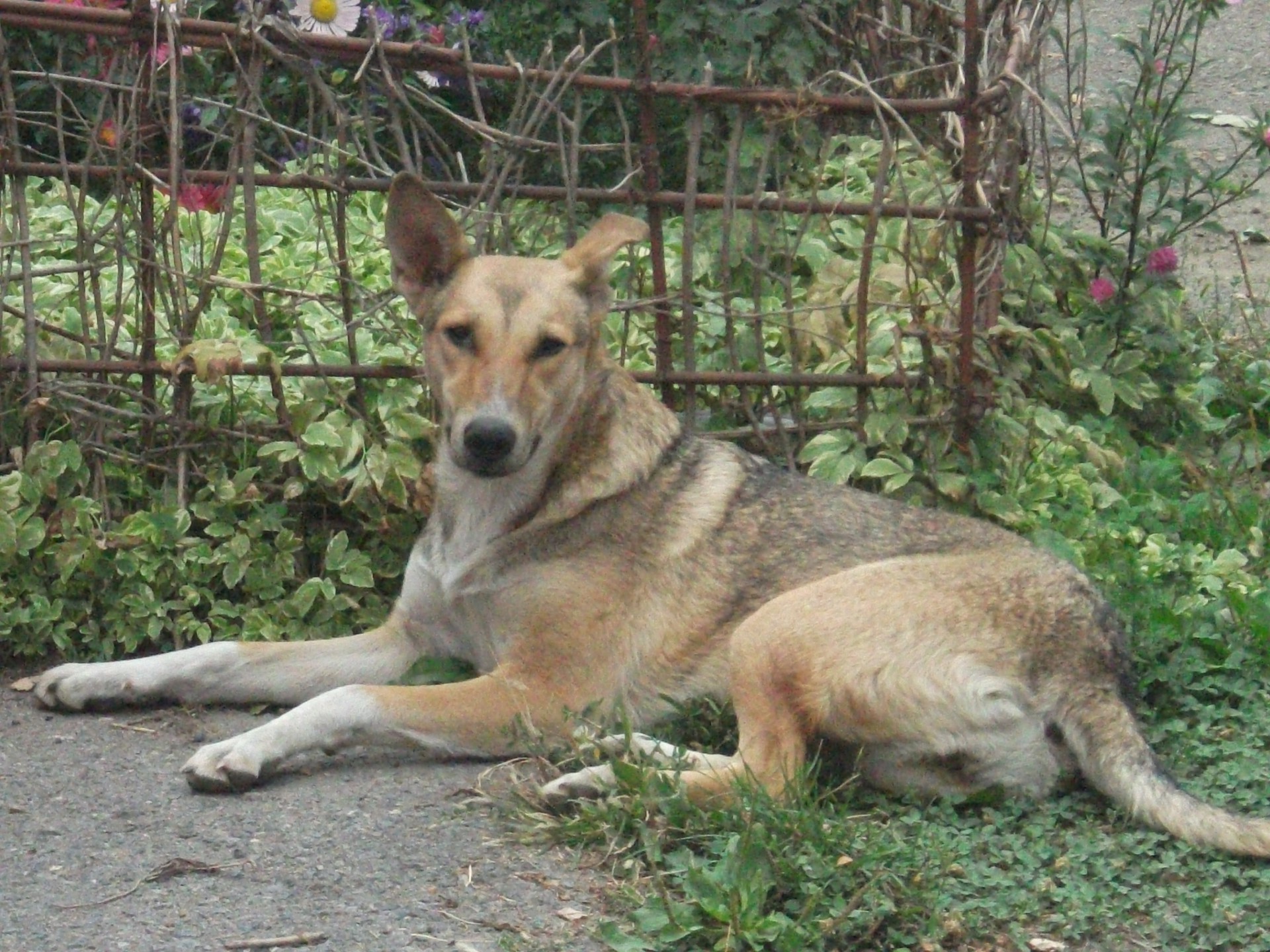 animali cane mammifero canino animale natura animale erba ritratto carino all aperto giovane pelliccia