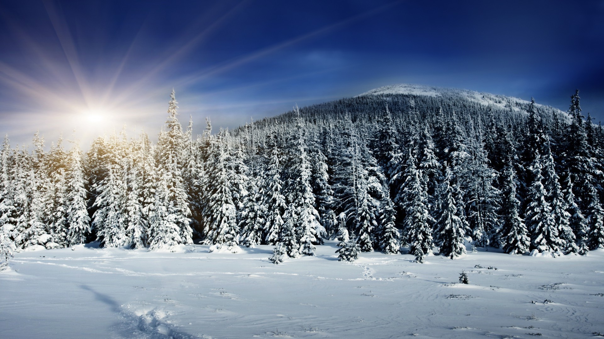 invierno nieve frío escarcha congelado madera paisaje hielo montaña temporada nieve tiempo escénico árbol buen tiempo abeto polvo naturaleza evergreen colina