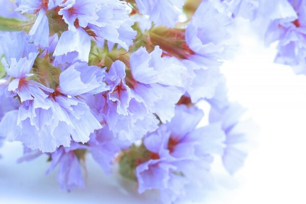 Flores Lilas sobre fondo blanco