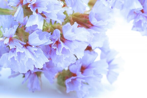 淡紫色的花在白色背景上