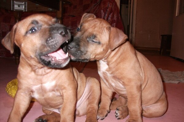 Two puppies frolic indoors