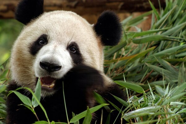 Fluffy panda eats bamboo