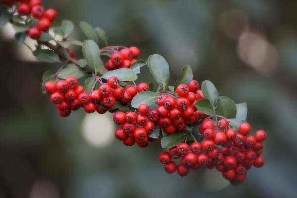 Die Ebereschen sind scharlachrot. Geschenke des Herbstes