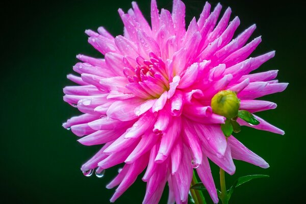 Leuchtend rosa Dahlien auf grünem Hintergrund