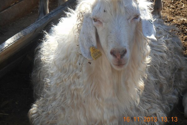 Mouton à poil long blanc