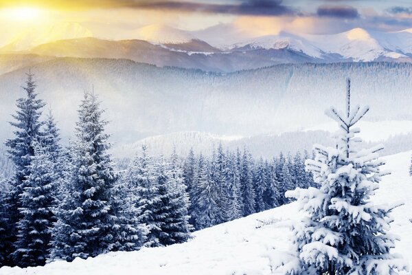 Winter forest with snow-covered Christmas trees and dawn