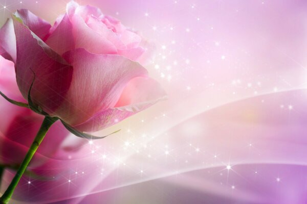 斯维塔*索科洛娃的粉红色玫瑰