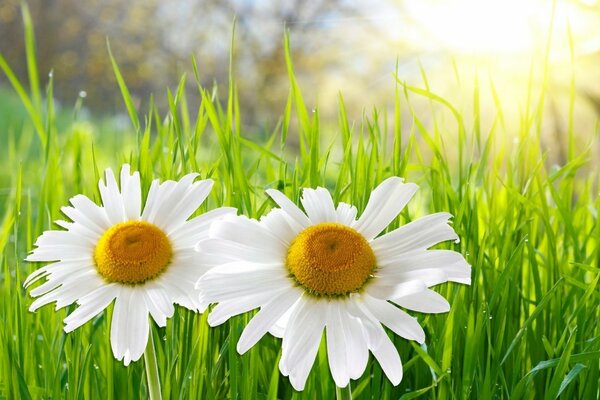 Blossoming daisies in the juicy grass