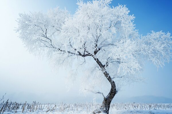 Frost on a lonely tree in a field