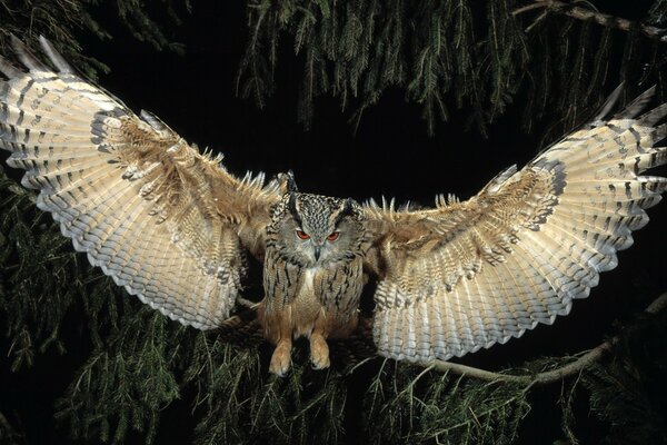 The beautiful world of birds in the form of an owl