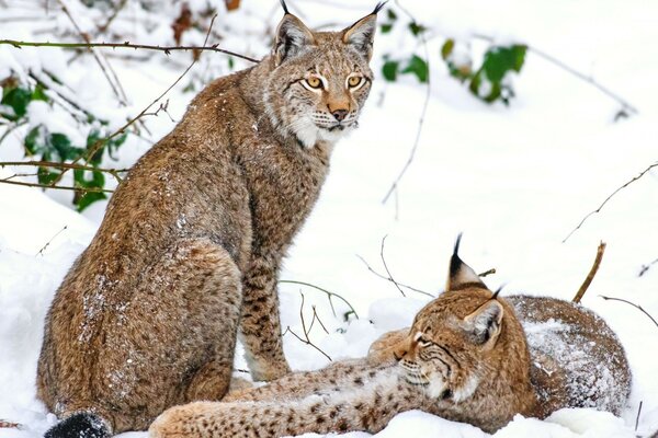 Dos linces en la nieve blanca