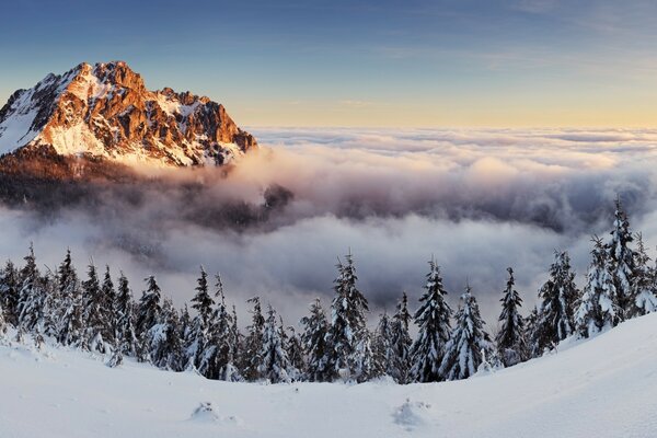 Forêt d hiver sur fond de montagnes