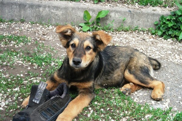 The puppy is lying with the owner s shoe