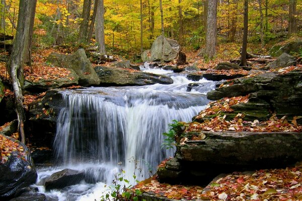 A fast river among the autumn forest